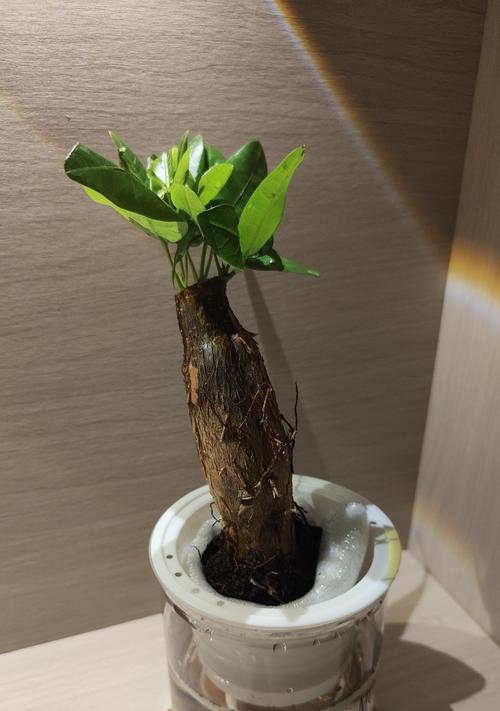 水培绿萝根部茂盛应对之策（解决绿萝水培根部过多问题的关键方法）-第2张图片-绿意生活