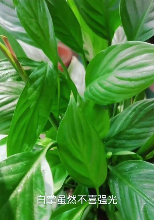 白掌叶子焉了？（探究白掌植物叶子发黄的原因）-第1张图片-绿意生活