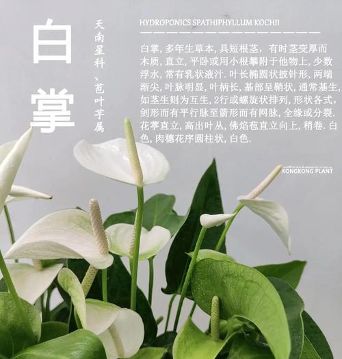 白掌叶子焉了？（探究白掌植物叶子发黄的原因）-第2张图片-绿意生活