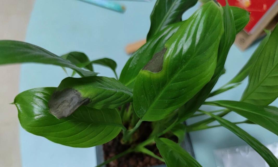 白掌叶子焉了？（探究白掌植物叶子发黄的原因）-第3张图片-绿意生活