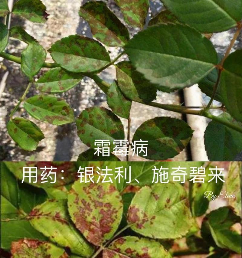月季霜霉病防治攻略（预防月季霜霉病的关键措施及注意事项）-第1张图片-绿意生活