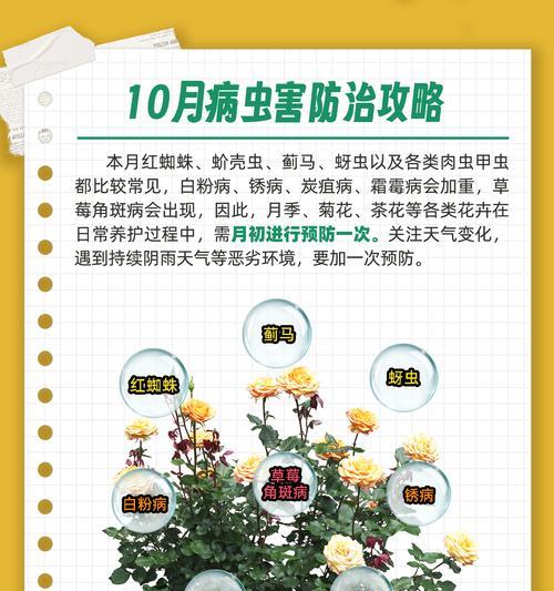 月季霜霉病防治攻略（预防月季霜霉病的关键措施及注意事项）-第2张图片-绿意生活