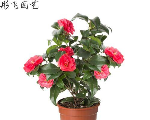 茶花的盆栽与养护（挑选合适的盆器，助力茶花生长与繁衍）-第1张图片-绿意生活