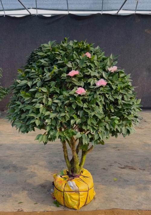 茶花的盆栽与养护（挑选合适的盆器，助力茶花生长与繁衍）-第3张图片-绿意生活
