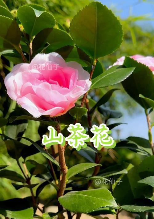 茶花的盆栽与养护（挑选合适的盆器，助力茶花生长与繁衍）-第2张图片-绿意生活