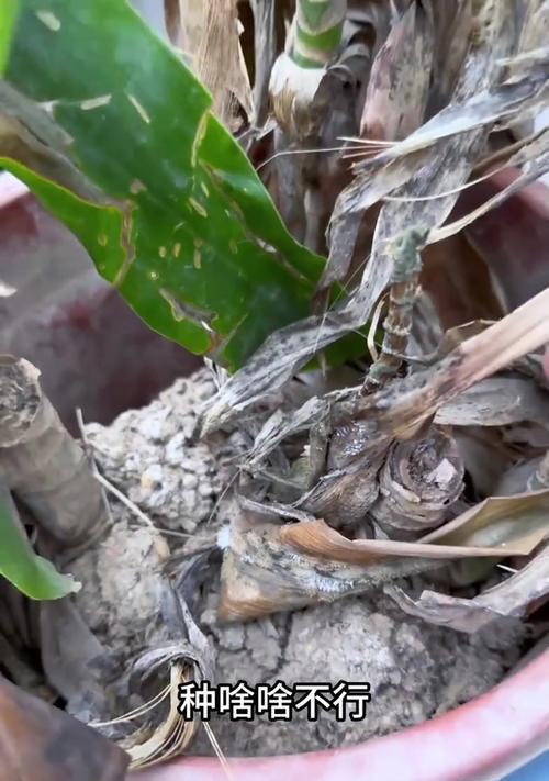 室内植物黄叶处理的有效方法（如何解决室内植物叶片变黄的问题）-第2张图片-绿意生活