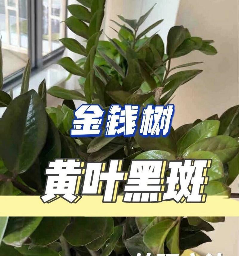 室内植物黄叶处理的有效方法（如何解决室内植物叶片变黄的问题）-第3张图片-绿意生活
