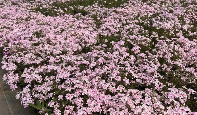 冬天养殖福禄考的关键技巧（繁衍繁育、环境调控和饲养管理等关键要点）-第2张图片-绿意生活