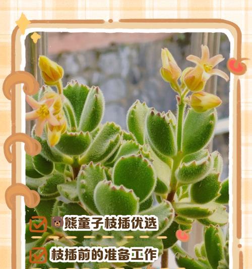 冬天熊童子的饲养之道（如何正确照顾冬天熊童子，让它度过寒冷季节）-第2张图片-绿意生活