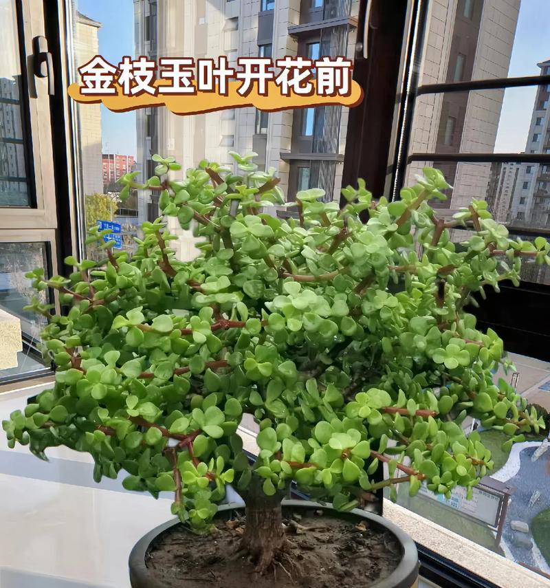以茶水浇金枝玉叶，享受养心之乐（探寻以茶水浇金枝玉叶的养护法诀）-第2张图片-绿意生活