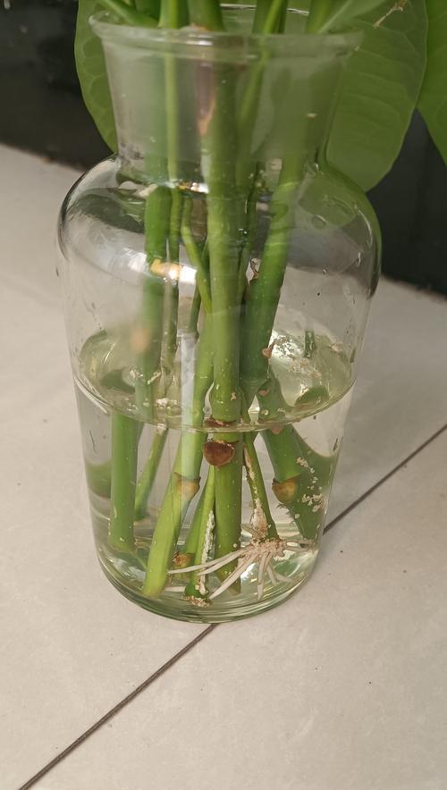 防止剪掉的树枝再次长出的方法（有效控制树枝再生的关键技巧）-第1张图片-绿意生活