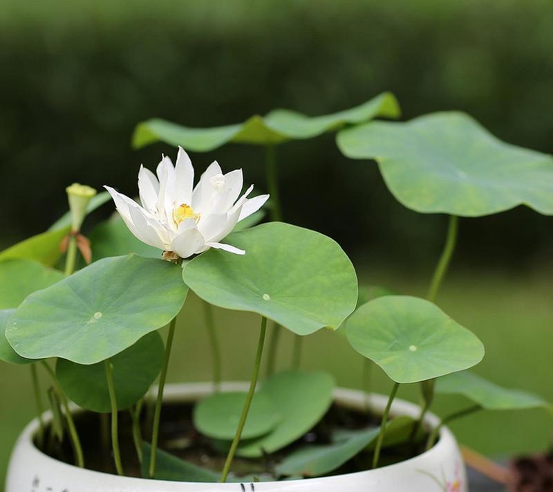 盆栽荷花（以盆栽荷花为主题，探索绘画的无限可能）-第1张图片-绿意生活