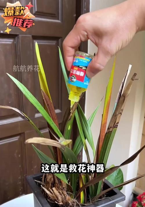 兰草花的浇水方法（为您详细介绍如何浇适宜的水量给兰草花）-第1张图片-绿意生活