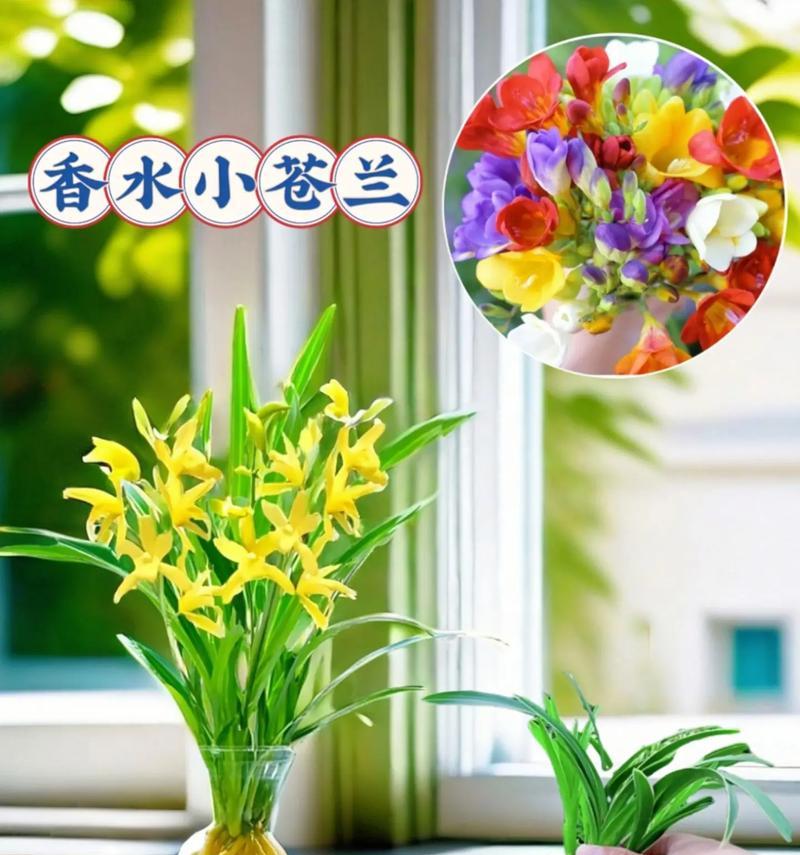 兰草花的浇水方法（为您详细介绍如何浇适宜的水量给兰草花）-第3张图片-绿意生活