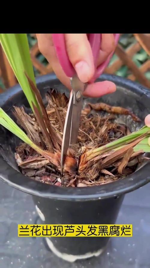 兰草花的浇水方法（为您详细介绍如何浇适宜的水量给兰草花）-第2张图片-绿意生活
