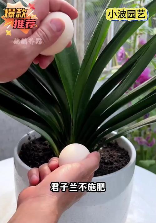 优雅养花之鸡蛋浇君子兰（以鸡蛋为肥料的养花新方式，快来试试吧！）-第1张图片-绿意生活