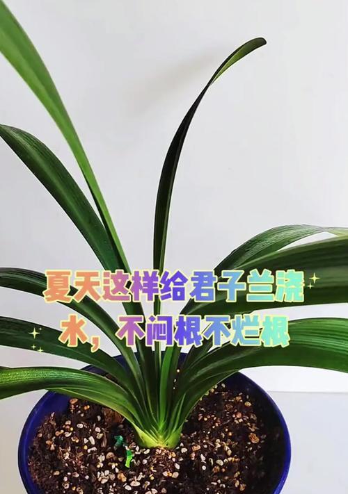 优雅养花之鸡蛋浇君子兰（以鸡蛋为肥料的养花新方式，快来试试吧！）-第3张图片-绿意生活