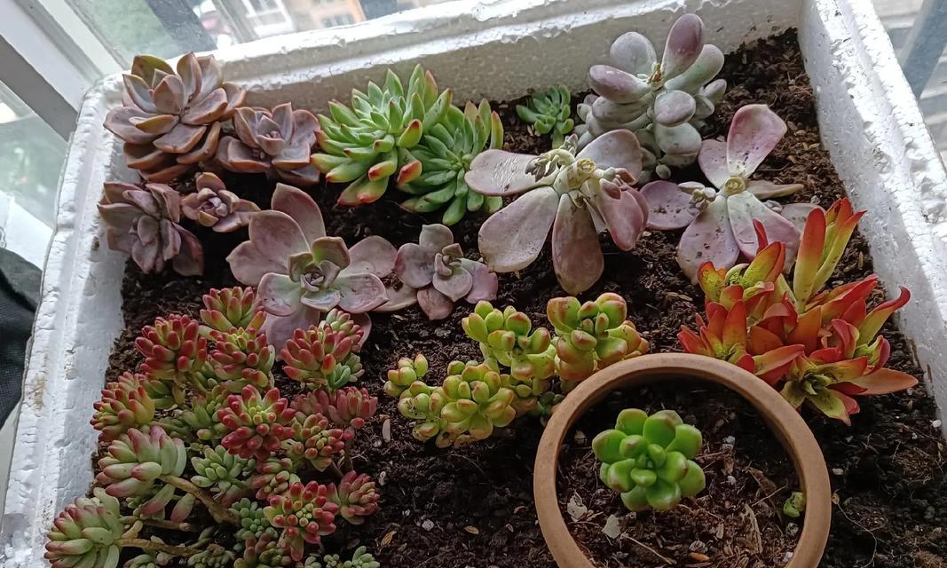 多肉植物的种植技巧与养护方法（让你的多肉植物健康茁壮成长，打造迷人的多肉园）-第2张图片-绿意生活