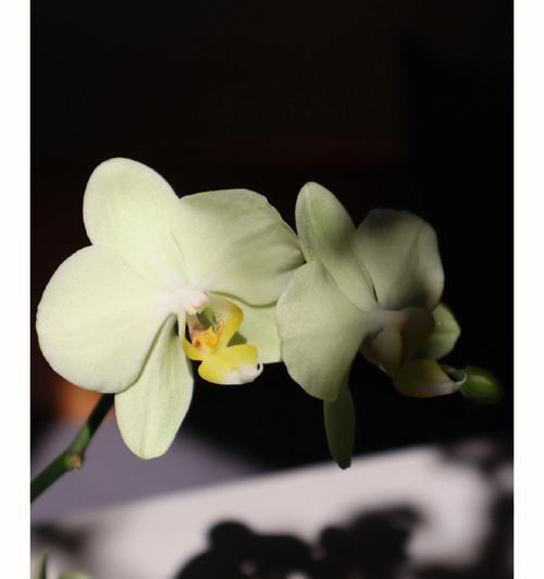 揭秘“桃花单性花”的真相（困惑已久的传言是否属实？——）-第3张图片-绿意生活