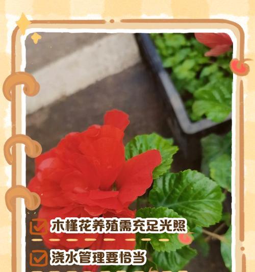木槿叶子为何下垂？（探究木槿叶子下垂的原因和应对方法）-第1张图片-绿意生活