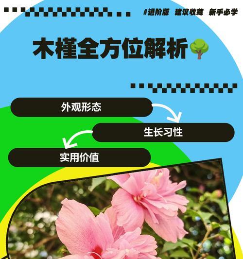 木槿叶子为何下垂？（探究木槿叶子下垂的原因和应对方法）-第3张图片-绿意生活