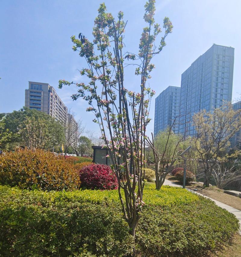 海棠，秀丽的古老花卉（以海棠为代表的中国园林艺术文化）-第1张图片-绿意生活
