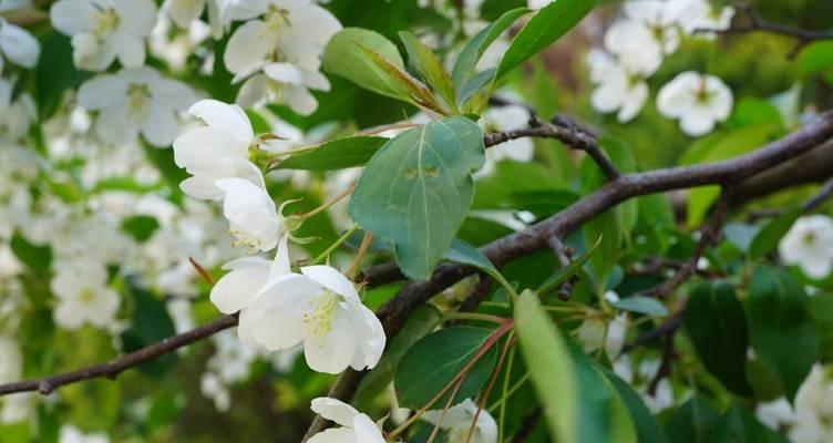 海棠，秀丽的古老花卉（以海棠为代表的中国园林艺术文化）-第3张图片-绿意生活