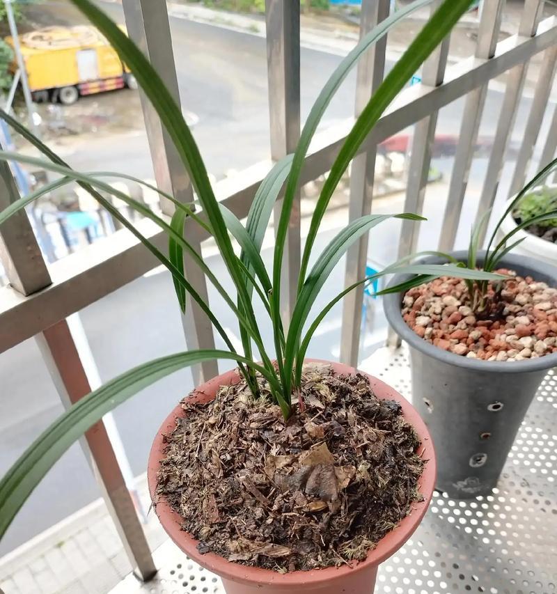 揭秘兰花不开花的秘密（从春兰开始，探究兰花开花之道）-第1张图片-绿意生活