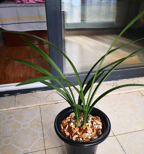 揭秘兰花不开花的秘密（从春兰开始，探究兰花开花之道）-第3张图片-绿意生活