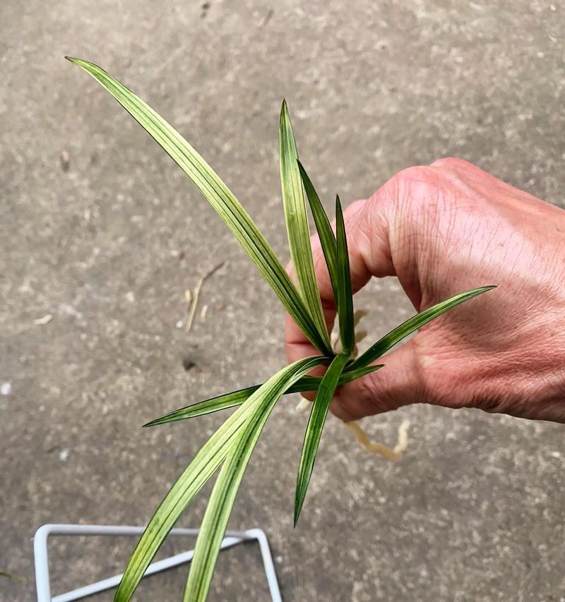 揭秘兰花不开花的秘密（从春兰开始，探究兰花开花之道）-第2张图片-绿意生活