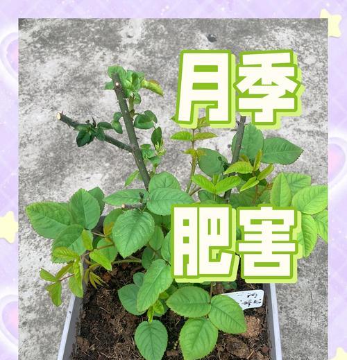 十一月份月季施肥指南（打造美丽花园的秘诀，十一月份月季施肥攻略）-第2张图片-绿意生活