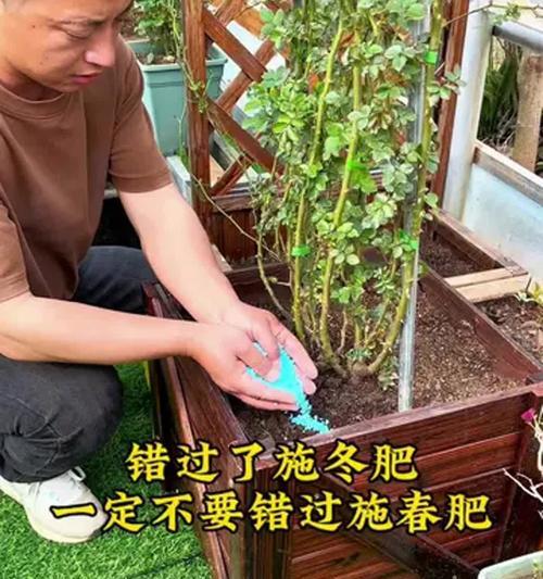 十一月份月季施肥指南（打造美丽花园的秘诀，十一月份月季施肥攻略）-第3张图片-绿意生活