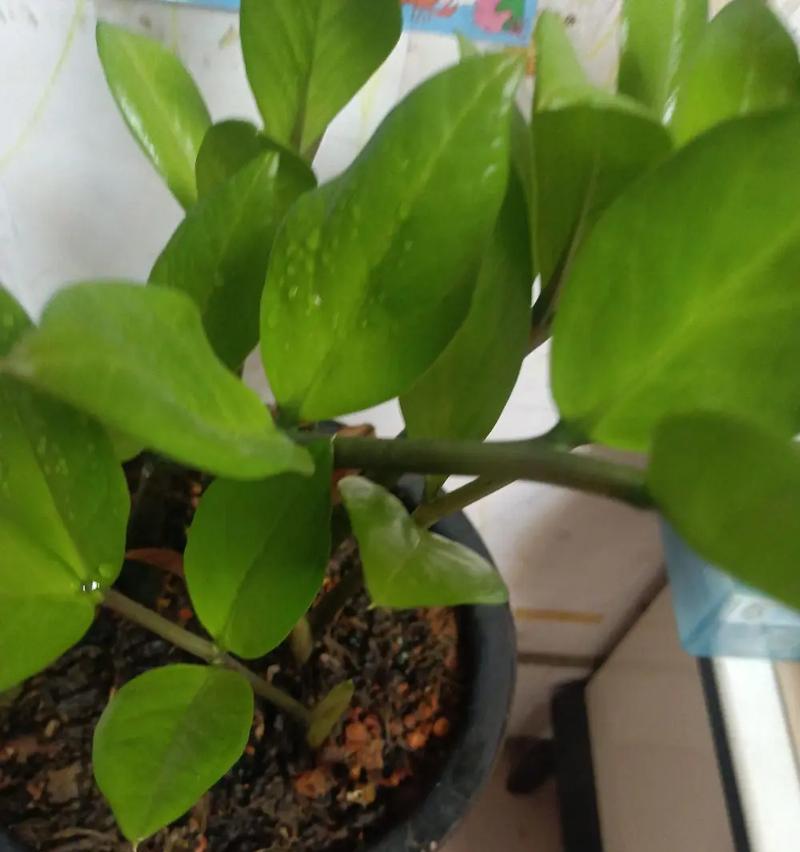 如何让金钱树多发芽？（掌握关键技巧，实现财富增值）-第1张图片-绿意生活