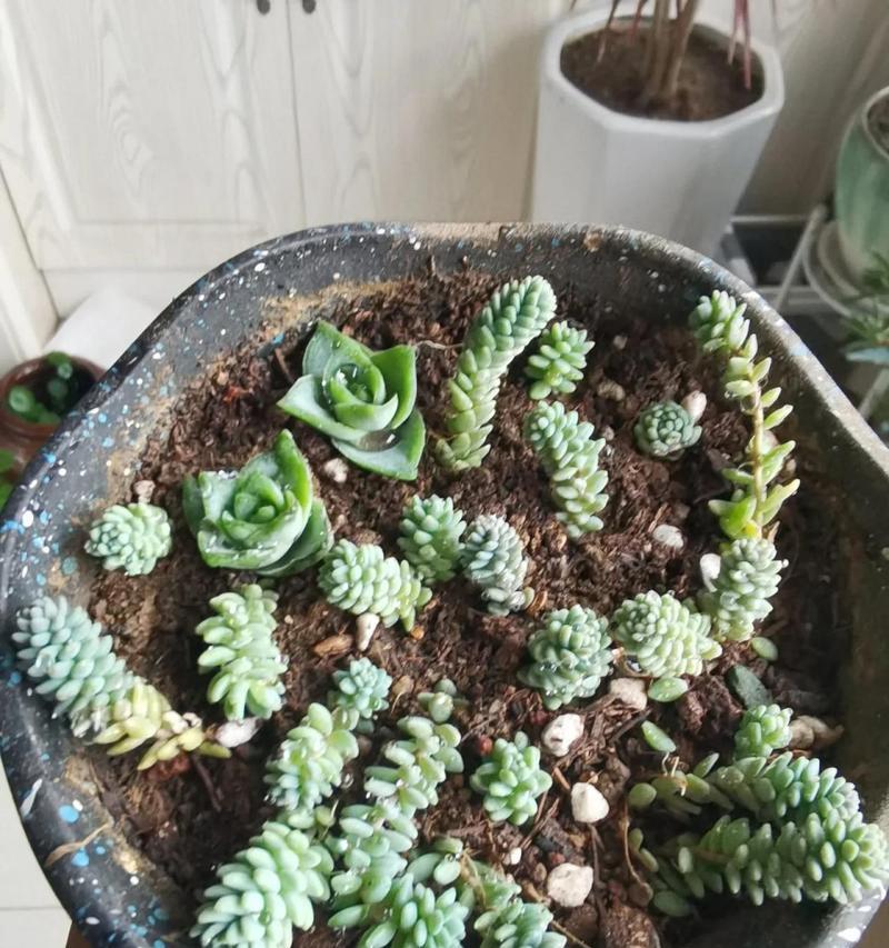多肉青星美人的养护指南（打造独特美丽的多肉植物花园）-第2张图片-绿意生活