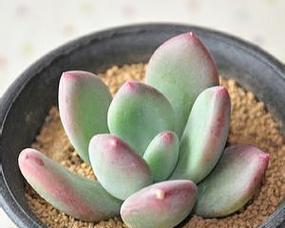 多肉青星美人的养护指南（打造独特美丽的多肉植物花园）-第3张图片-绿意生活