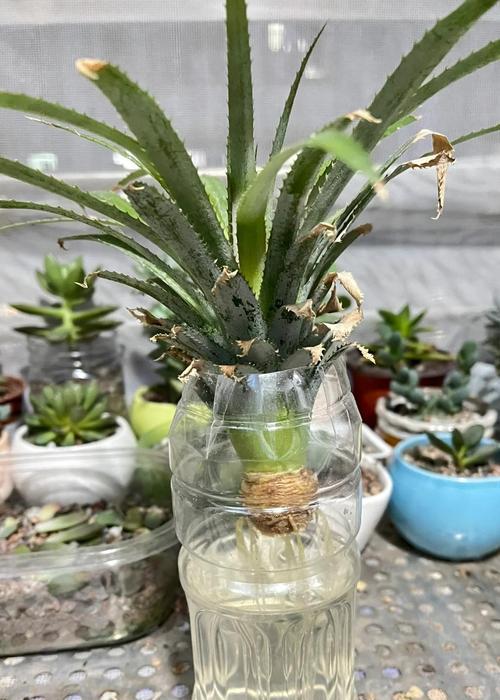 菠萝种植指南（以菠萝的头怎么种植方法）-第1张图片-绿意生活