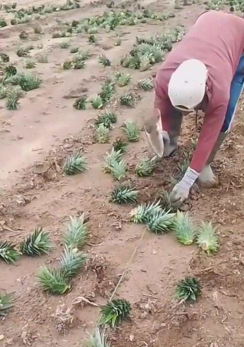 菠萝种植指南（以菠萝的头怎么种植方法）-第3张图片-绿意生活