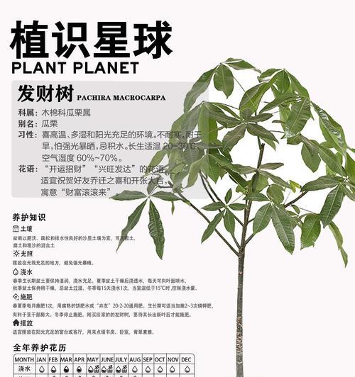 如何养活发财树？（室内发财树养护全攻略）-第1张图片-绿意生活