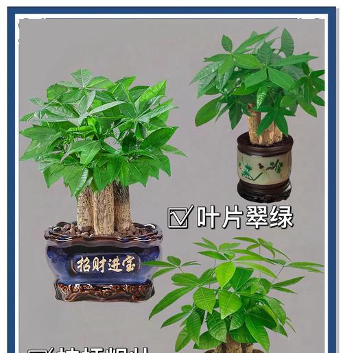 如何养活发财树？（室内发财树养护全攻略）-第2张图片-绿意生活