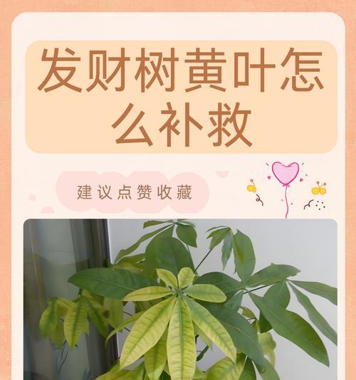 如何养活发财树？（室内发财树养护全攻略）-第3张图片-绿意生活