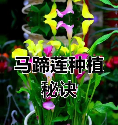 马蹄莲中反了怎么办？（教你解决马蹄莲中反问题的方法）-第1张图片-绿意生活