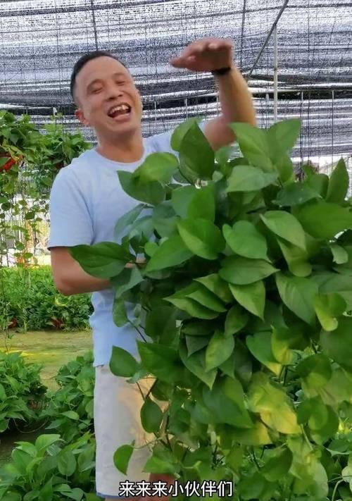 长藤绿萝的养殖技巧和注意事项（打造绿意盎然的居家环境，长藤绿萝是你的首选）-第2张图片-绿意生活