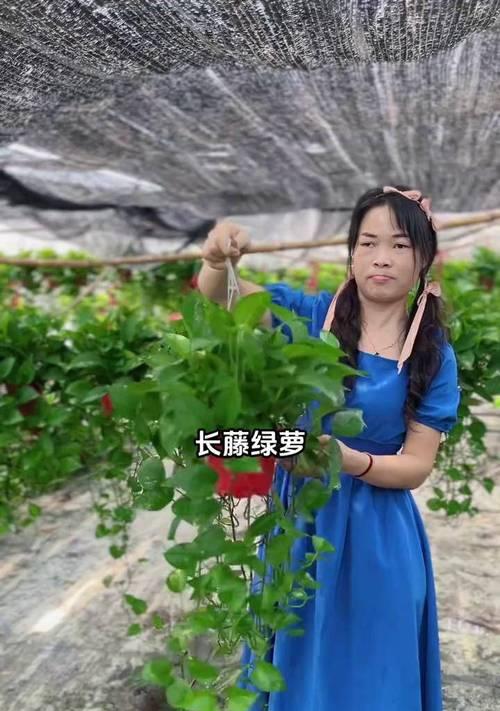 长藤绿萝的养殖技巧和注意事项（打造绿意盎然的居家环境，长藤绿萝是你的首选）-第3张图片-绿意生活