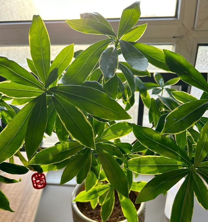 探究瑞香叶子发黄的原因（解析瑞香叶子变黄的因素和应对方法）-第1张图片-绿意生活
