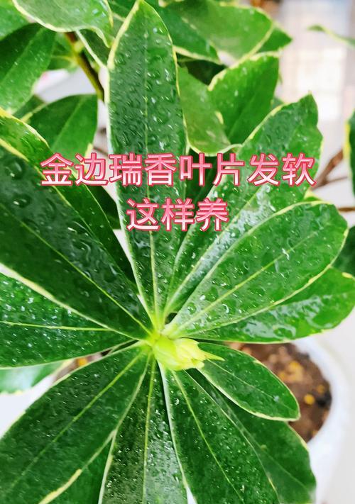 探究瑞香叶子发黄的原因（解析瑞香叶子变黄的因素和应对方法）-第3张图片-绿意生活