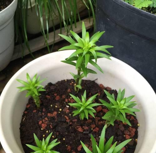 白荷花盆栽的养殖技巧（打造清新雅致的家居花园）-第1张图片-绿意生活