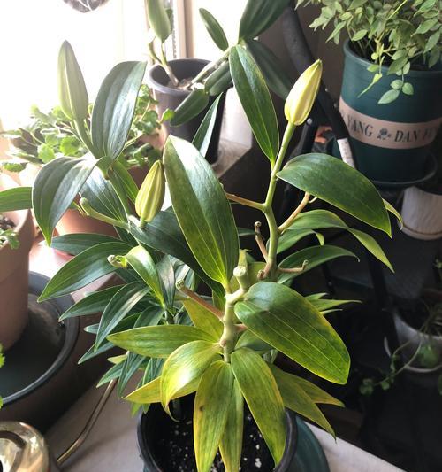 白荷花盆栽的养殖技巧（打造清新雅致的家居花园）-第2张图片-绿意生活