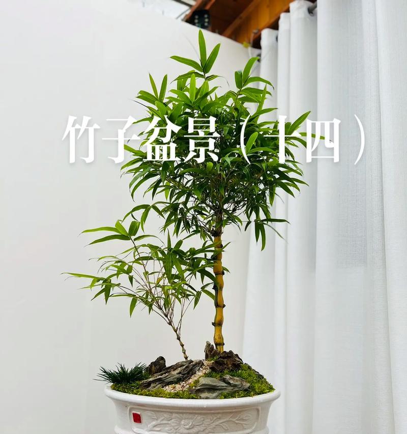 竹类花卉养殖全指南（打造绿意盎然的家居花园，快来学习竹类花卉的养殖技巧吧！）-第1张图片-绿意生活