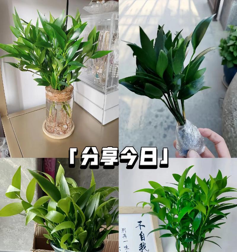 竹类花卉养殖全指南（打造绿意盎然的家居花园，快来学习竹类花卉的养殖技巧吧！）-第3张图片-绿意生活