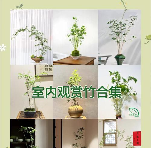 竹类花卉养殖全指南（打造绿意盎然的家居花园，快来学习竹类花卉的养殖技巧吧！）-第2张图片-绿意生活